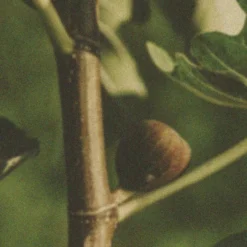 Eros Fig -Perfume Store Eros Fig by Libertine Fragrance01