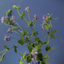 Himitsu -Perfume Store Himitsu by Regime des Fleurs Ministry of Scent2