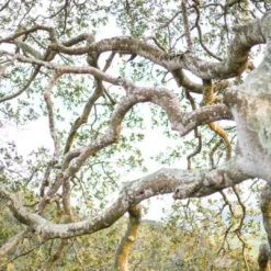 Reyes Candle 5 Reyes Candle -Perfume Store Liis Reyes 360x360 2x jpg