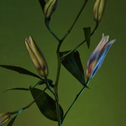 Rock River Melody -Perfume Store Rock River Melody by Regime des Fleurs Ministry of Scent3