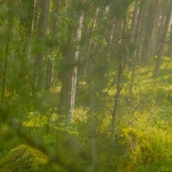 Soft Woods -Perfume Store Soft Woods by Libertine Fragrance03