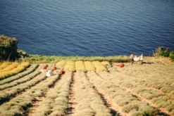 Immortelle 43|17 -Perfume Store harvestfull scaled