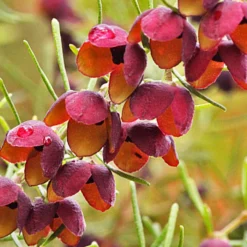 Southern Bloom -Perfume Store image 2da0b6db 0730 4b89 a4c2 e8b9d4480c15