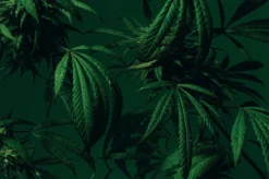 Dirty Grass -Perfume Store image 708d705e 3b27 446b 9460 db2b679b7b09