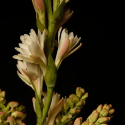 Flor Y Canto 6 Flor Y Canto -Perfume Store image bc63dab5 a2f8 4e4c 93cc 62a96c2e335f