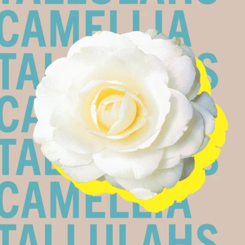 Tallulahs Camellia 6 Tallulahs Camellia - Image 6