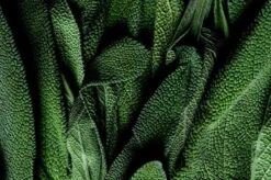 Smudge -Perfume Store image f09fe81c 0069 4d5d aba4 0e97b5a867c2